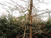 Hamamelis Lombards Weeping - vernalis 2015 02 07 3202